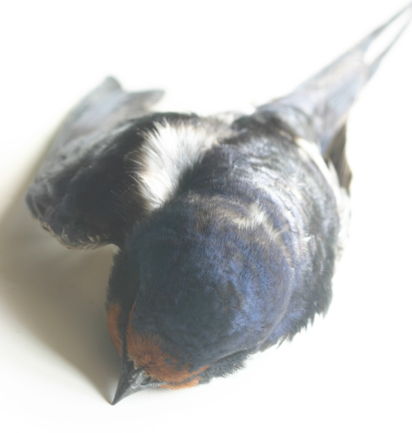 is it bad to bathe your every week a bad week for my birds mysterious and blackbird loss is it bad to bathe your every week a bad week for my birds mysterious and blackbird loss