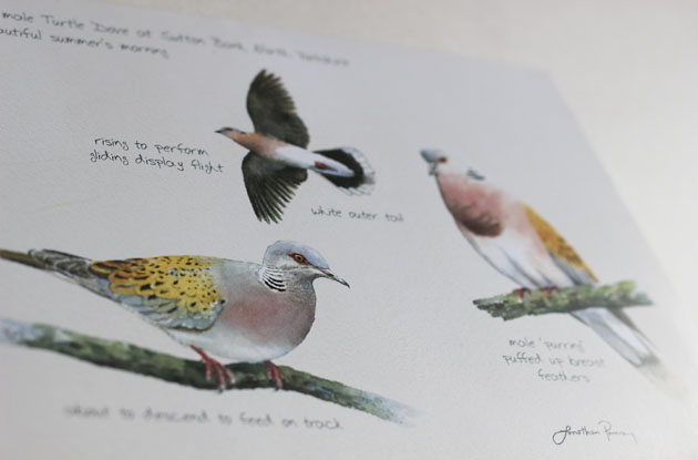 North Yorkshire Turtle Dove Project leaflet with glorious illustrations by Jonathan Pomroy